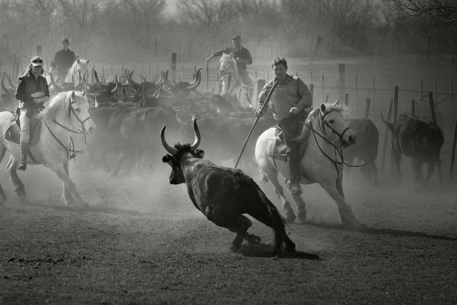 Gardian à cheval parmi les taureaux