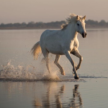 Tarif stage photo chevaux en bord de mer