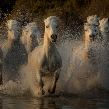 Chevaux camargue au galop dans les marais