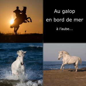 bon cadeau stage photo chevaux de camargue