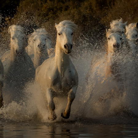 Stages photo chevaux au galop