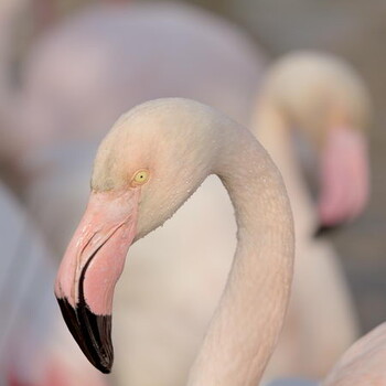 Stage photo flamants roses