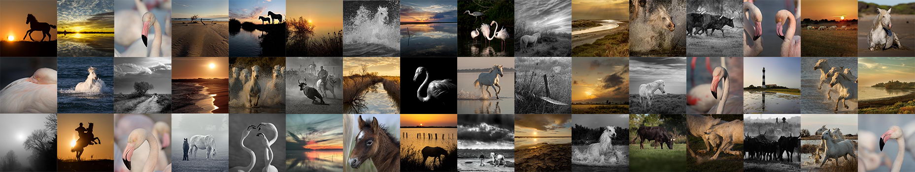 Stages photo en camargue avec Vincent Recordier Stages photo en camargue avec Vincent Recordier