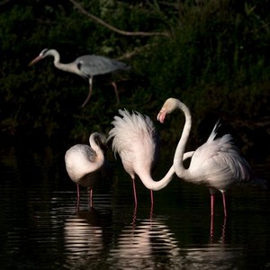 stage photo flamants roses