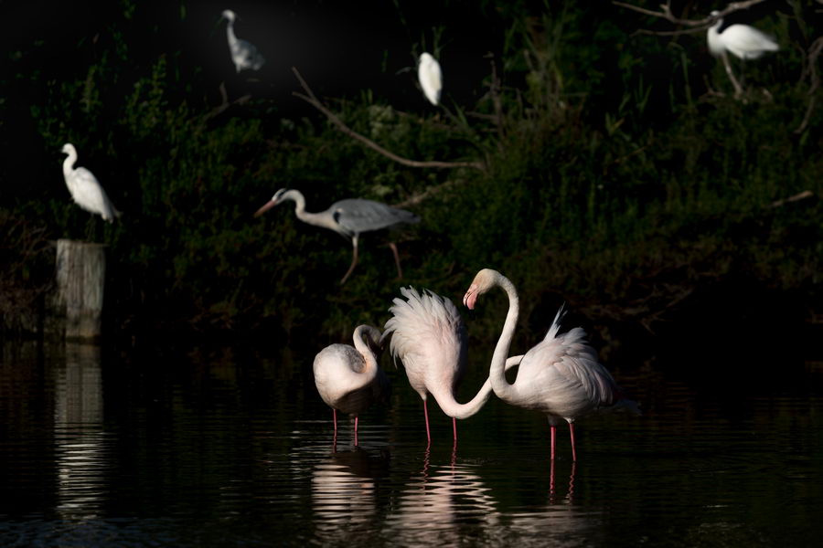 Flamants roses