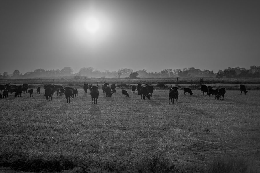 Troupeau de taureaux de Camargue dans le couchant