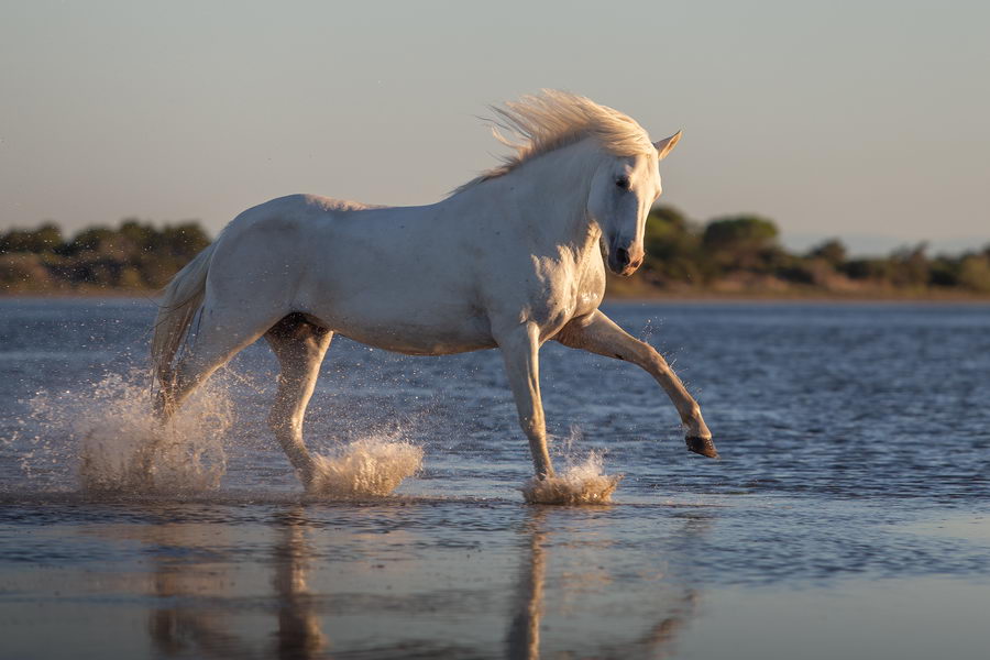 Cheval Camargue en bord de mer