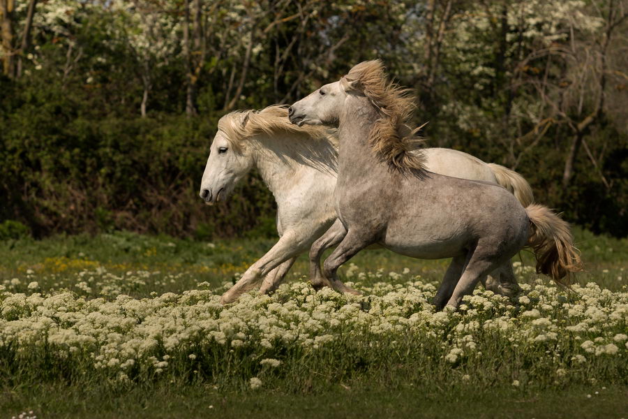 deux chevaux de Camargue jouant