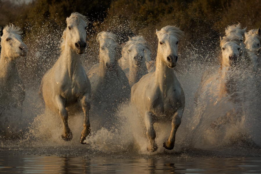 troupeau de chevaux Camargue au galop dans un marais
