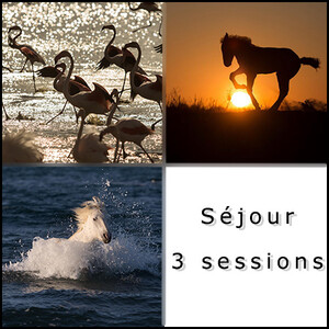 Séjour photo de 3 jours en Camargue