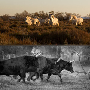 en immersion avec les chevaux et taureaux de Camargue