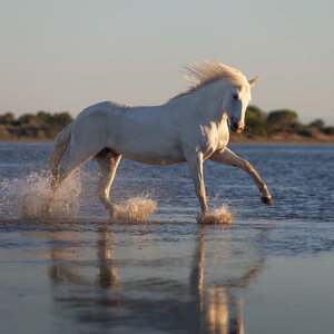 stage photo en Camargue en bord de mer