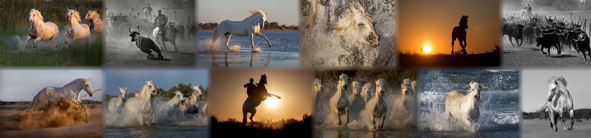 Chevaux et taureaux de Camargue en mouvement